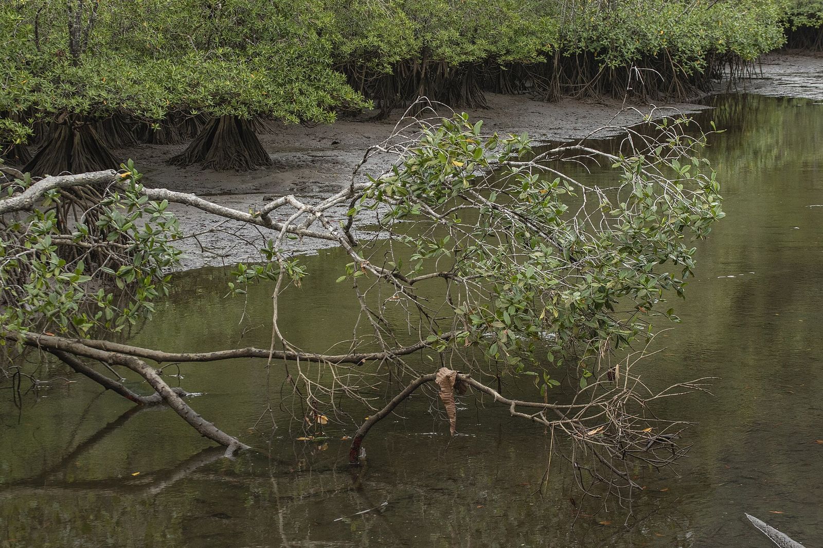 Tangled mangrove roots at the edge of dark water.